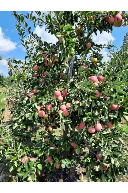 Яблуня Пірус - дерево в садку